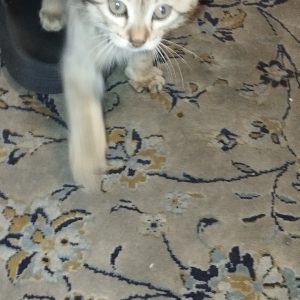 بچه گربه DHS پنجاه روزه بسیار مؤدب و‌دستی