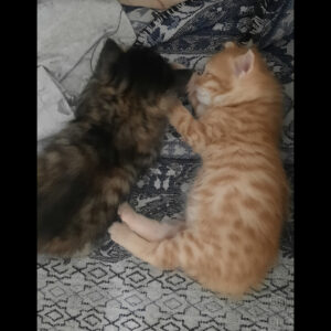 واگذاری بچه گربه ۳۰ روزه