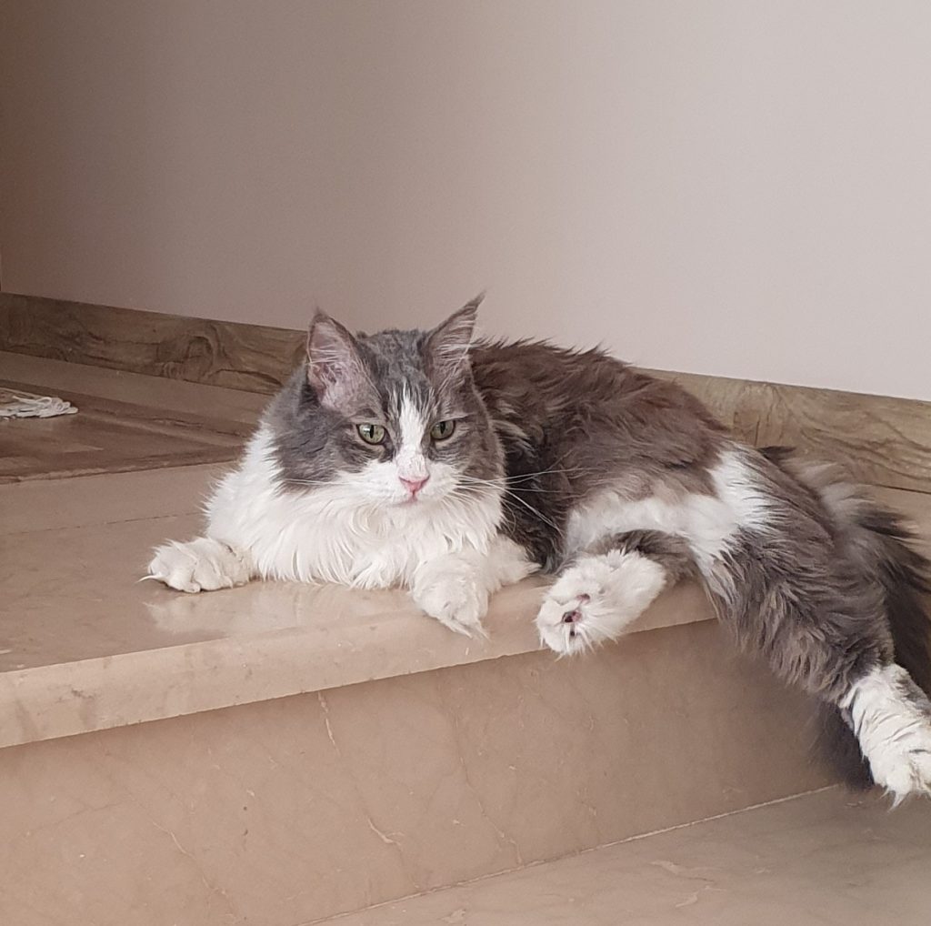واگذاری گربه dlh ماده 12 ساله