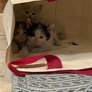 واگذاری ۳ بچه گربه نر و ماده حدودا 1 ماهه