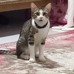 واگذاری یک قلاده گربه به علت مهاجرت