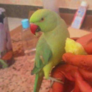 طوطی ملنگو گمشده در شهرک کاروان و وائین