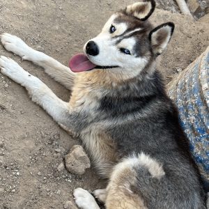 سگ نژاد هاسکی یکساله نر