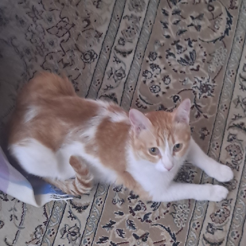 واگذاری گربه DSH نر 3 ساله