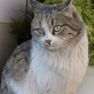 واگذاری DLH ماده 2 ساله به سرپرست دائمی مهربون