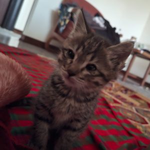Leo پسر کوچولو شیطون