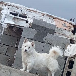 سگ گمشده حوالی روستای ملا شهاب الدین و کوی قجلو