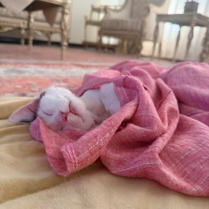 واگذاری گربه نر ۴ ماهه تربیت شده لوس بغلی بسیار وابسته