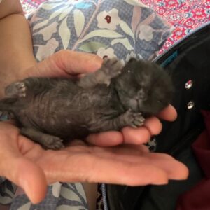 بچه گربه نازنازی 🥲