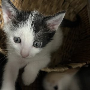 واگذاری 2 بچه گربه نر و ماده دو ماهه