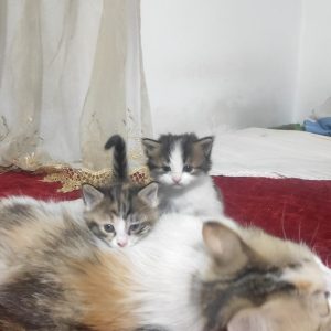 بچه گربه ۱ ماهه نژاد راگامافین ماده