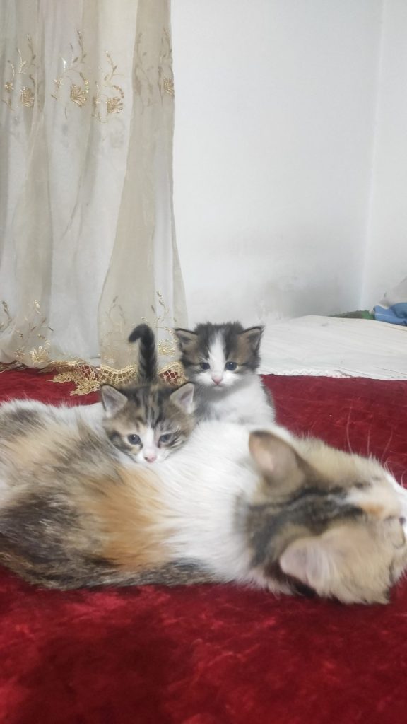 بچه گربه ۱ ماهه نژاد راگامافین ماده