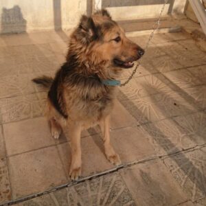 سگ ژرمن نر 4 ساله