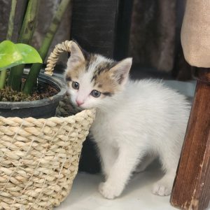 واگذاری بچه گربه ۱ماهه نر DSH