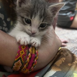 بچه گربه دوماهه DSH نر