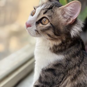 گربه ناز دی اس اچ نر هشت ماهه