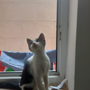 بچه گربه نر ۳ ماهه DSH