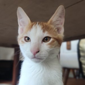 واگذاری ۲ بچه گربه DSH پسر