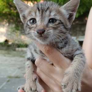 واگذاری رایگان بچه گربه DSH چهل و پنج روزه ماده