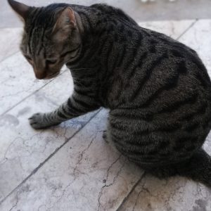 سیمبا - واگذاری رایگان گربه با لوازم و غذا و خاک