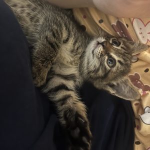 بچه گربه dsh تیگر کوچولو