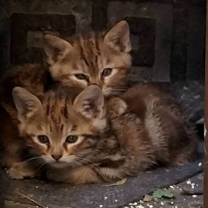 بچه گربه دو ماهه DSH جهت واگذاری رایگان