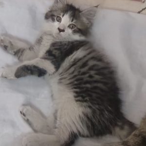 واگذاری رایگان گربه ۷۰ روزه DSH نر