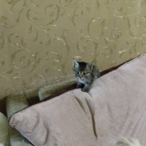 واگذاری بچه گربه دی اس اچ سه هفته‌ای