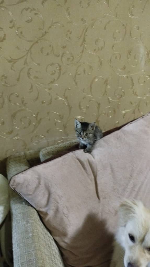 واگذاری بچه گربه دی اس اچ سه هفته‌ای