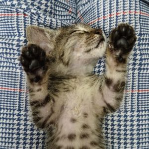 واگذاری گربه امداد شده ماده DSH یک ماهه