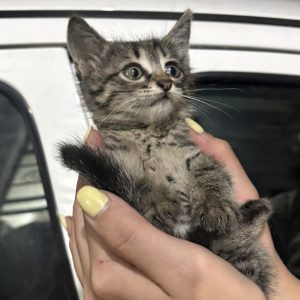 واگذاری گربه. دو ماه نر دی اس اچ