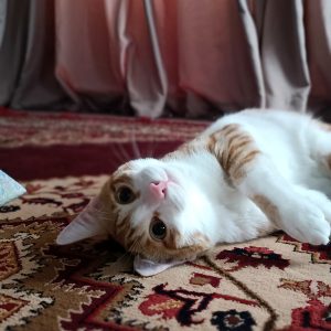 گربه نر نارنجی DSH به نام پیشول