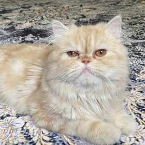 گربه بریتیش پرشین نر یکساله