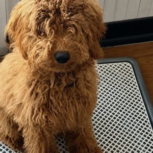 توی پودل 7 ماهه نر