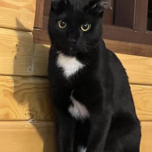 واگذاری ژانتی جان گربه امداد شده