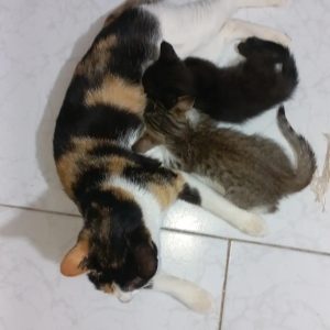 ملوس 2 ساله DSH وبچه هاش