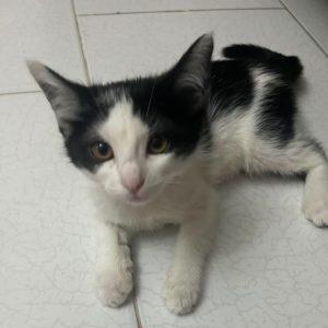 واگذاری گربه ماده ۳ ماهه DSH