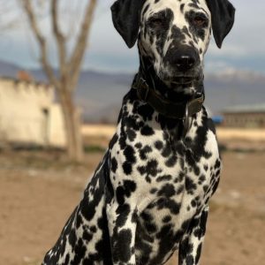 دالمیشن ماده 1 ساله