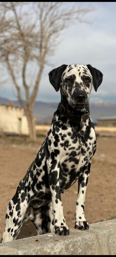 دالمیشن ماده 1 ساله