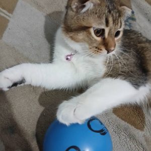 گربه اسکاتیش پنج ماهه نر