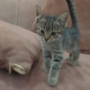 واگذاری دو بچه گربه 2 ماهه نر و ماده DSH
