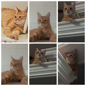 گربه نارنجی DSH نر هشت ماهه