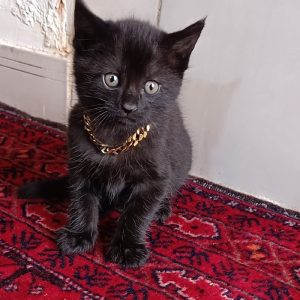 واگزاری دو گربه رایگان DSH نر و ماده