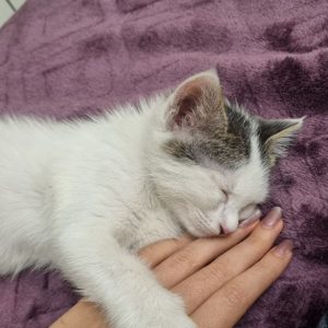 واگذاری بچه گربه 2 ماهه نر DSH