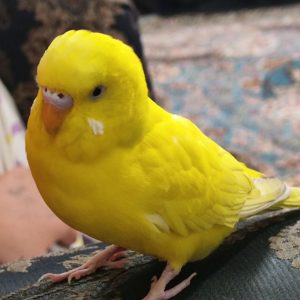 واگذاری مرغ عشق ماده یک و نیم ساله