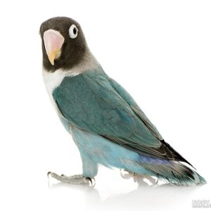 گمشده طوطی کوتوله برزیلی فیشر در خیابان معلم