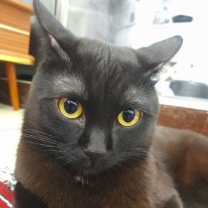 واگذاری گربه 2 و نیم ماه نر DSH