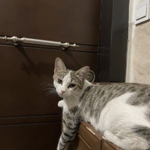 واگذاری یک گربه مادر با دوتابچه گربه