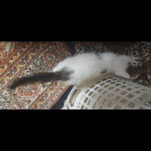 واگذاری رایگان گربه اروم DSH ماده دو ماهه