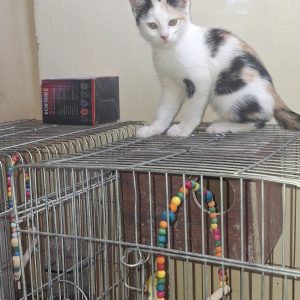 بچه گربه کالیکو 3 ماهه ماده